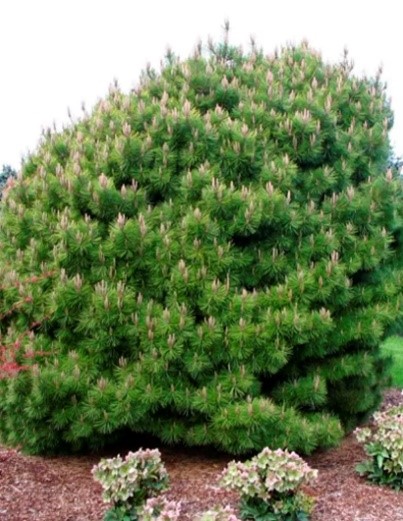 Сосна горная до от 1.5 м