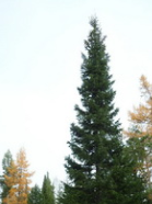 Пихта сибирская до от 1.5 м