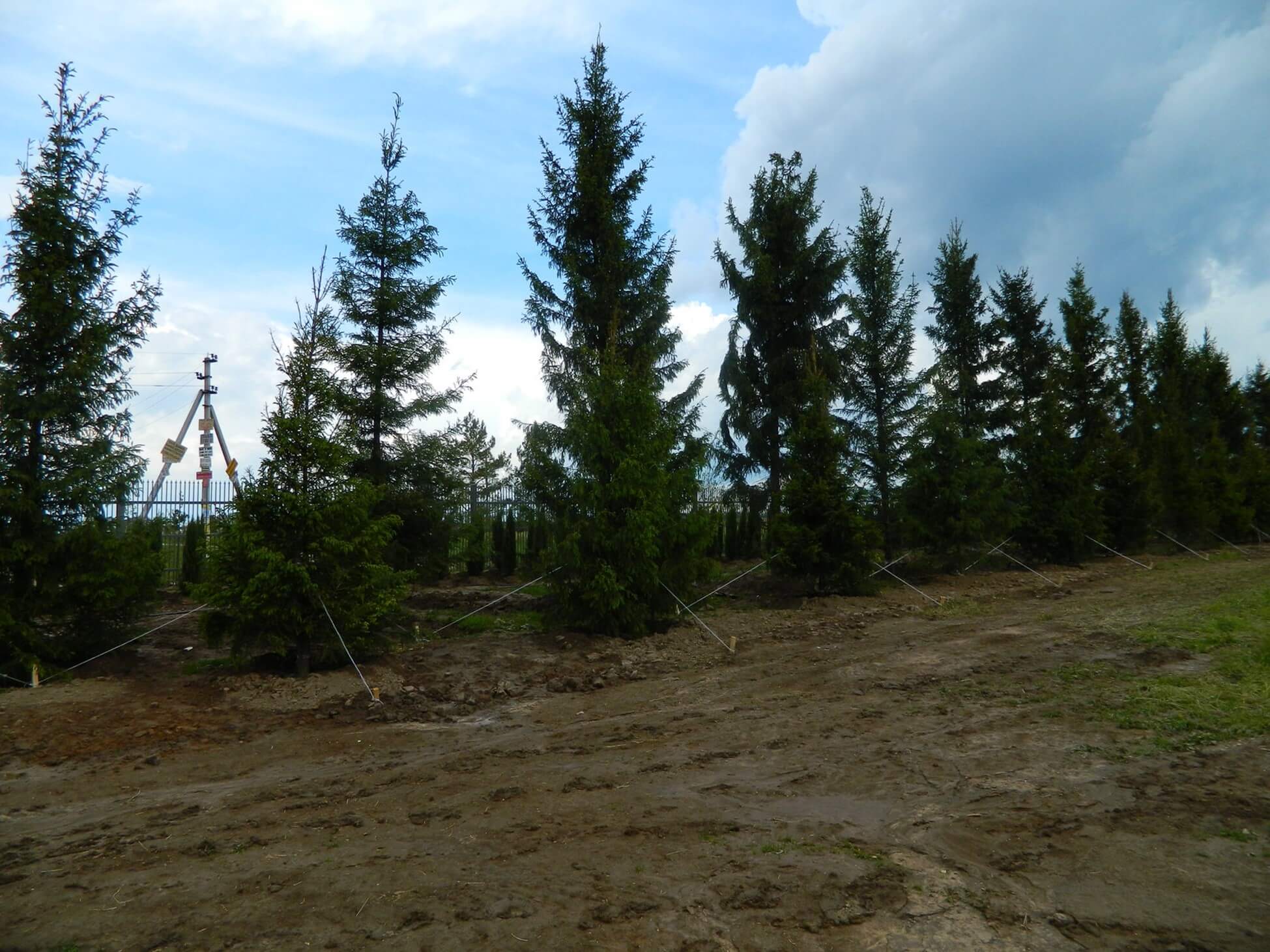 Ель